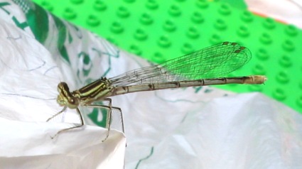 Una libellula e un arrivederci: Platycnemis pennipes